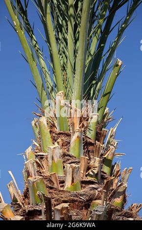 Palm tree close up against blue sky, rough trunk and green leaves Stock Photo