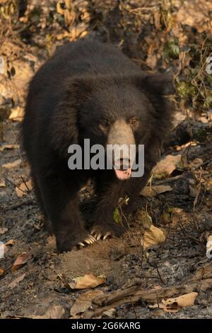 Sri Lankan sloth bear, Melursus ursinus inornatus found mainly in lowland dry forests in the island of Sri Lanka Stock Photo