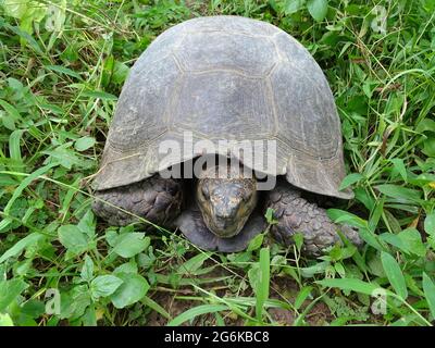 Asian Brown Tortoise, Manouria emys. Family Testudinidae. Species is endemic to Southeast Asia. It is believed to be among the most primitive of livin Stock Photo
