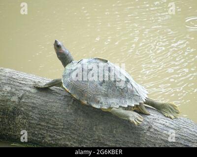 The Assam roofed turtle (Pangshura sylhetensis) also known as Sylhet