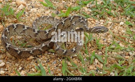 Indian gamma snake or common cat snake, Boiga trigonata, Rajasthan, India. Endemic to South Asia. Stock Photo