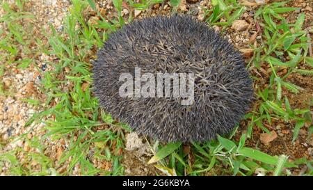 Indian long-eared hedgehog rolled up in a ball, Hemiechinus collaris, Rajasthan, India Stock Photo