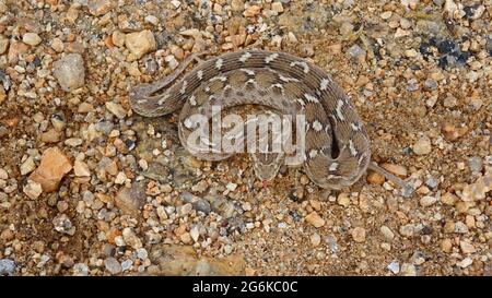Saw-scaled viper, Echis carinatus, Rajasthan, India. Found in Middle East and Central Asia, and especially the Indian subcontinent. VENOMOUS Stock Photo