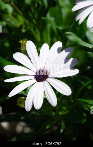 White cape daisy with purple center single flower in full bloom Stock Photo