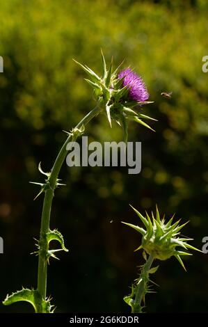 Variegated artichoke, Degagnac, Lot department, France Stock Photo