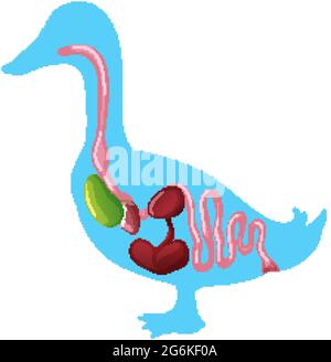 Internal Anatomy of a Duck isolated on white background illustration Stock Vector