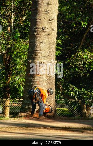 Bunya Pines, Araucaria bidwillii, being removed because of disease and danger of falling. Malanda Queensland Australia. Stock Photo