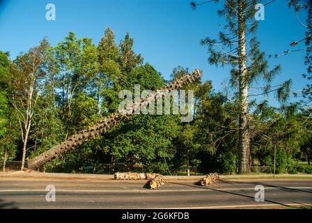 Bunya Pines, Araucaria bidwillii, being removed because of disease and danger of falling. Malanda Queensland Australia. Stock Photo