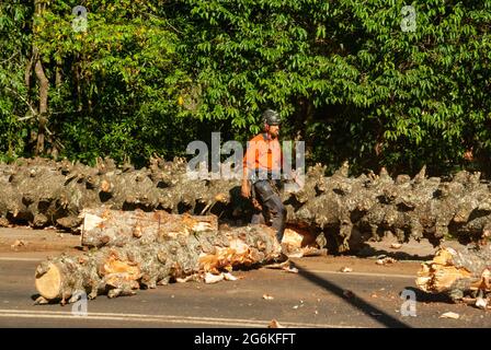 Bunya Pines, Araucaria bidwillii, being removed because of disease and danger of falling. Malanda Queensland Australia. Stock Photo