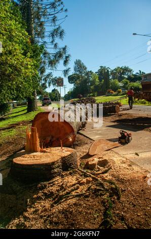 Bunya Pines, Araucaria bidwillii, being removed because of disease and danger of falling. Malanda Queensland Australia. Stock Photo