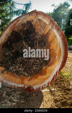 Bunya Pines, Araucaria bidwillii, being removed because of disease and danger of falling. Malanda Queensland Australia. Stock Photo