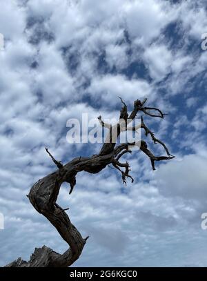 Withered tree against blue sky with clouds. Tropical dry tree.  Stock Photo