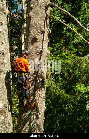 Bunya Pines, Araucaria bidwillii, being removed because of disease and danger of falling. Malanda Queensland Australia. Stock Photo