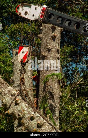 Bunya Pines, Araucaria bidwillii, being removed because of disease and danger of falling. Malanda Queensland Australia. Stock Photo