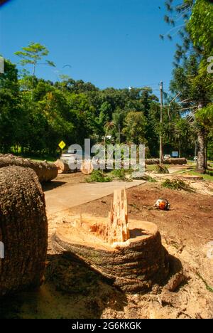 Bunya Pines, Araucaria bidwillii, being removed because of disease and danger of falling. Malanda Queensland Australia. Stock Photo