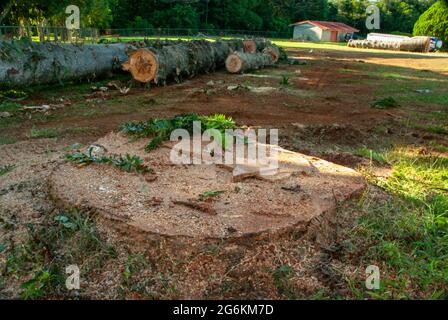 Bunya Pines, Araucaria bidwillii, being removed because of disease and danger of falling. Malanda Queensland Australia. Stock Photo