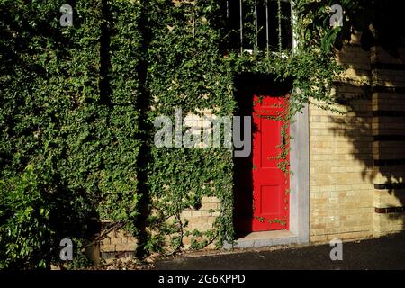 Green vine growing on a red door and brick wall in the city Stock Photo