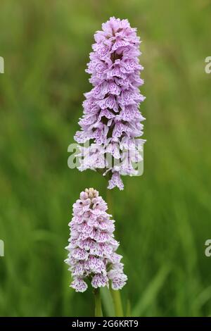 Heath Spotted-orchids Dactylorhiza maculata Stock Photo