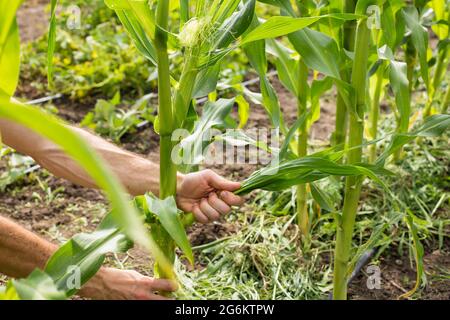 Farmer hand taking out sprouts on corn plants, on a garden. Stock Photo