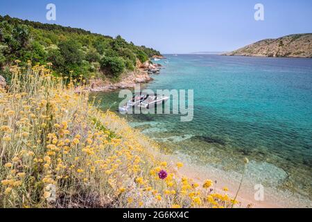 Beach with flowers in island Rab Stock Photo