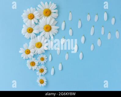 creative background made of camomile flowers on blue bckground. Rain made of flower petals falling from the sky. Stock Photo