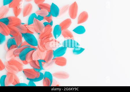 Coral and turquoise feathers on a white background Stock Photo