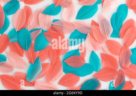Coral and turquoise feathers on a white background Stock Photo