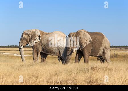 2 African elephants, Loxodonta Africana, bulls. Etosha National Park, Namibia, Africa Stock Photo