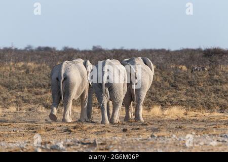 3 African elephants, Loxodonta Africana, bulls from behind. Etosha National Park, Namibia, Africa Stock Photo