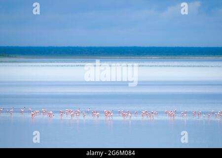 Greater flamingos (Phoenicopterus roseus) foraging in shallow water. Salt Pan, Etosha National Park, Namibia, Africa Stock Photo