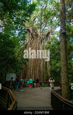 Curtain Fig Tree Yungaburra Qld Australia. Stock Photo