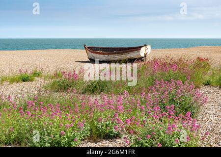 Fishing rowing boats on Aldeburgh beach Suffolk with red valerian flowers in the foreground . Stock Photo