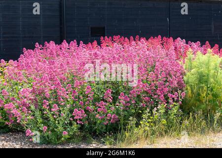 Centranthus ruber, the red valerian Stock Photo