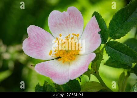 Rosa canina, commonly known as the dog rose Stock Photo