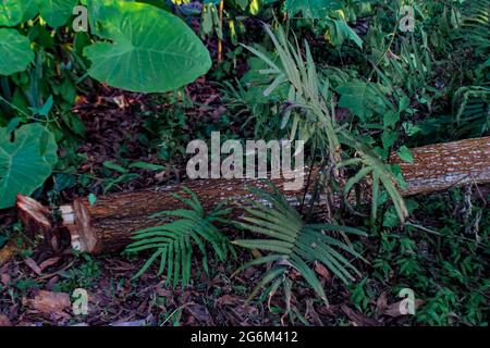 The trunk of a tree that is cut down in the interior of the forest Stock Photo