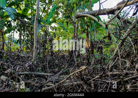 The trunk of a tree that is cut down in the interior of the forest Stock Photo