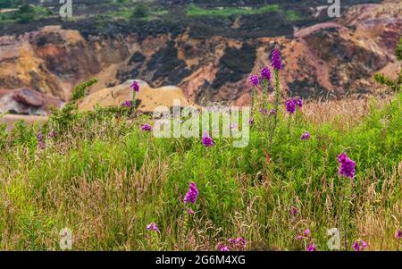 Foxgloves growing at Pary’s Mountain, Anglesey, North Wales Stock Photo