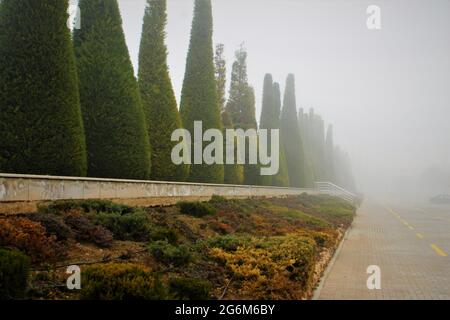 Yoğun sisli hava içerisindeki piramit mazı çam ağaçları Stock Photo