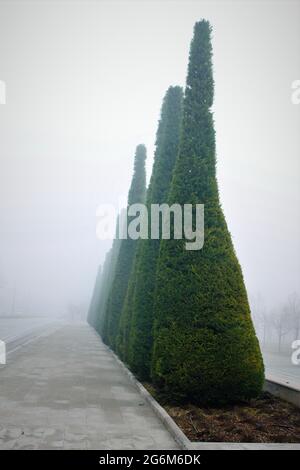 Yoğun sisli hava içerisindeki piramit mazı çam ağaçları Stock Photo