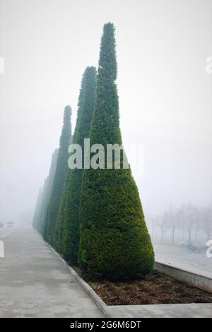 Yoğun sisli hava içerisindeki piramit mazı çam ağaçları Stock Photo