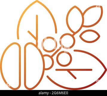 Raw coffee beans gradient linear vector icon Stock Vector