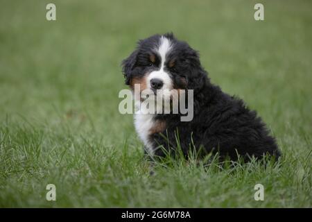 Bernese Mountain Dog. Seven week old puppy Stock Photo