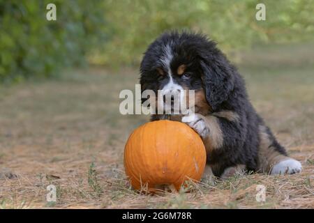 Bernese Mountain Dog, puppy Stock Photo