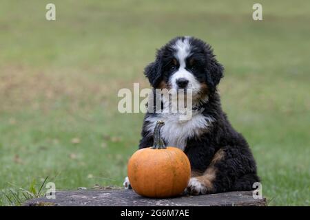 Bernese Mountain Dog puppy Stock Photo