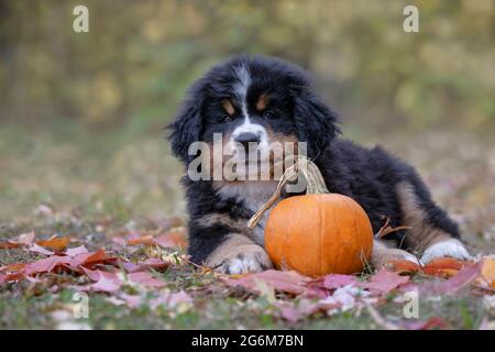 Bernese Mountain Dog puppy Stock Photo
