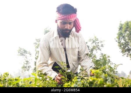 Indian Young Farmer working in their agriculture field Stock Photo