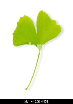 Single green ginkgo leaf on white background. Ginkgo biloba, also gingko or maidenhair tree. The leaf is a symbol of Tokyo, the capital of Japan.