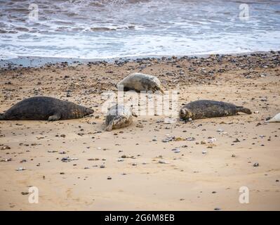Grey seals and their pups asleep on the beach at Horsey in Norfolk seal colony at Horsey North Norfolk England Stock Photo