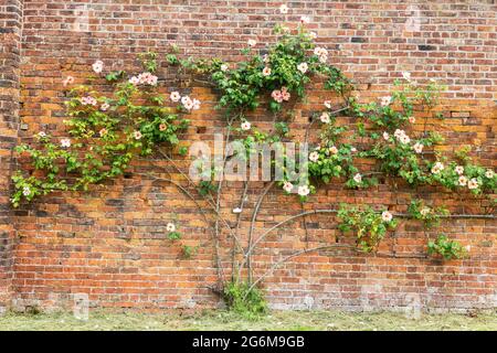 Large espaliered pink rose trained against old brick wall. Stock Photo