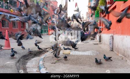 KOLKATA, WEST BENGAL, INDIA - DECEMBER 24TH 2017 : Pigeons on the footpath of Bow barracks, Kolkata, West Bengal - India Stock Photo